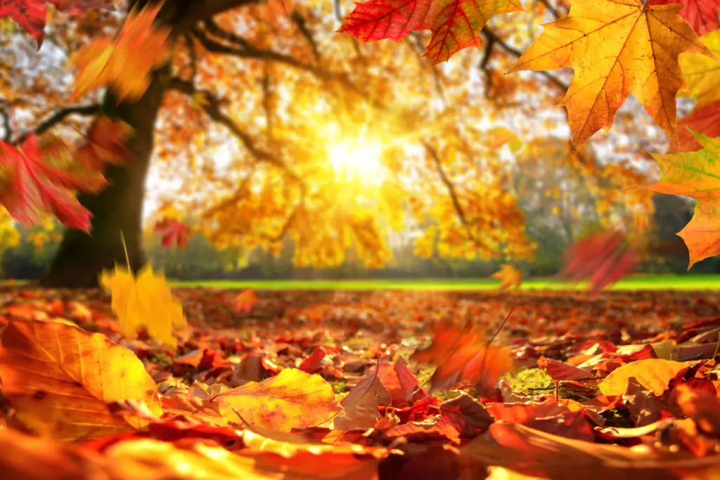 iStock-1278765757-1024x683-1